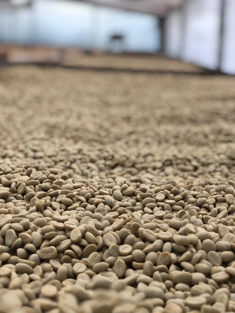 Geisha, Honey (250g - 1kg)