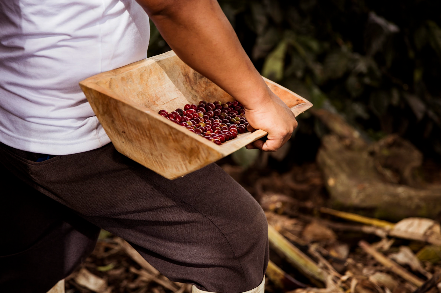 Manabí Catigüa Amarillo Natural Anaeróbico café origen Ecuador HUMA