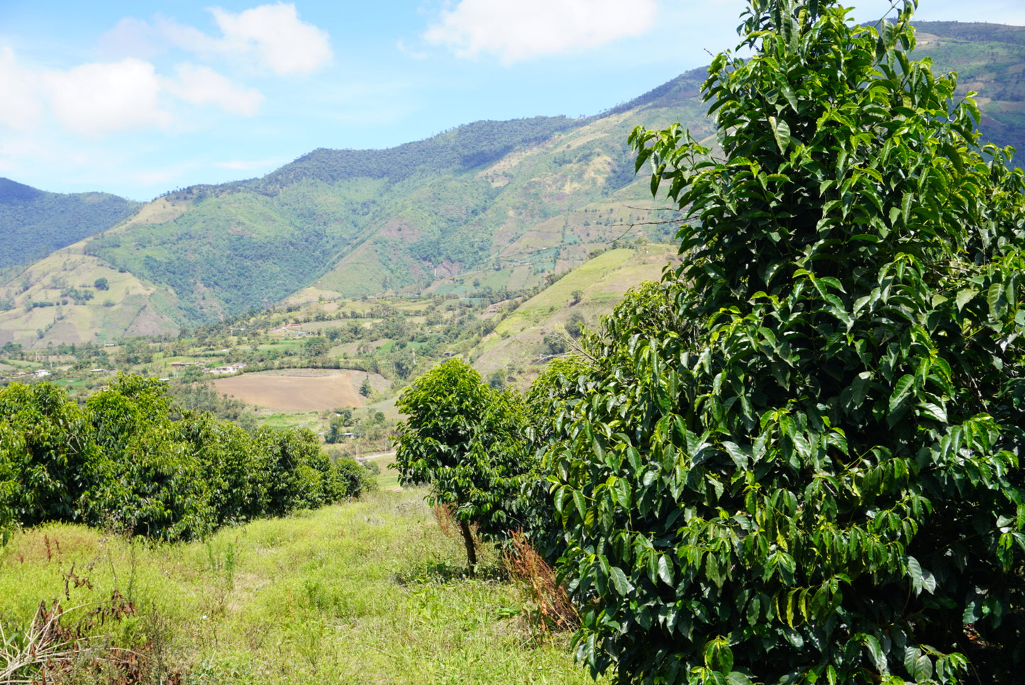 Origin - Typica Mejorado, Lavado (250g - 1kg)