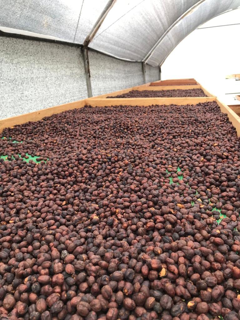 32 cápsulas de raíces - Suscripción