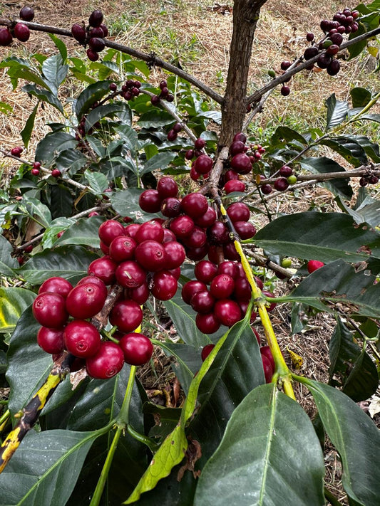 Origin Criollo Lavado café de origen único Ecuador HUMA - bolsa kraft