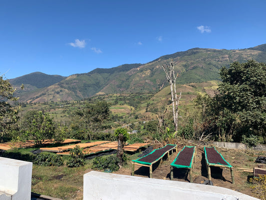 Cider, Washed (250g - 1kg)