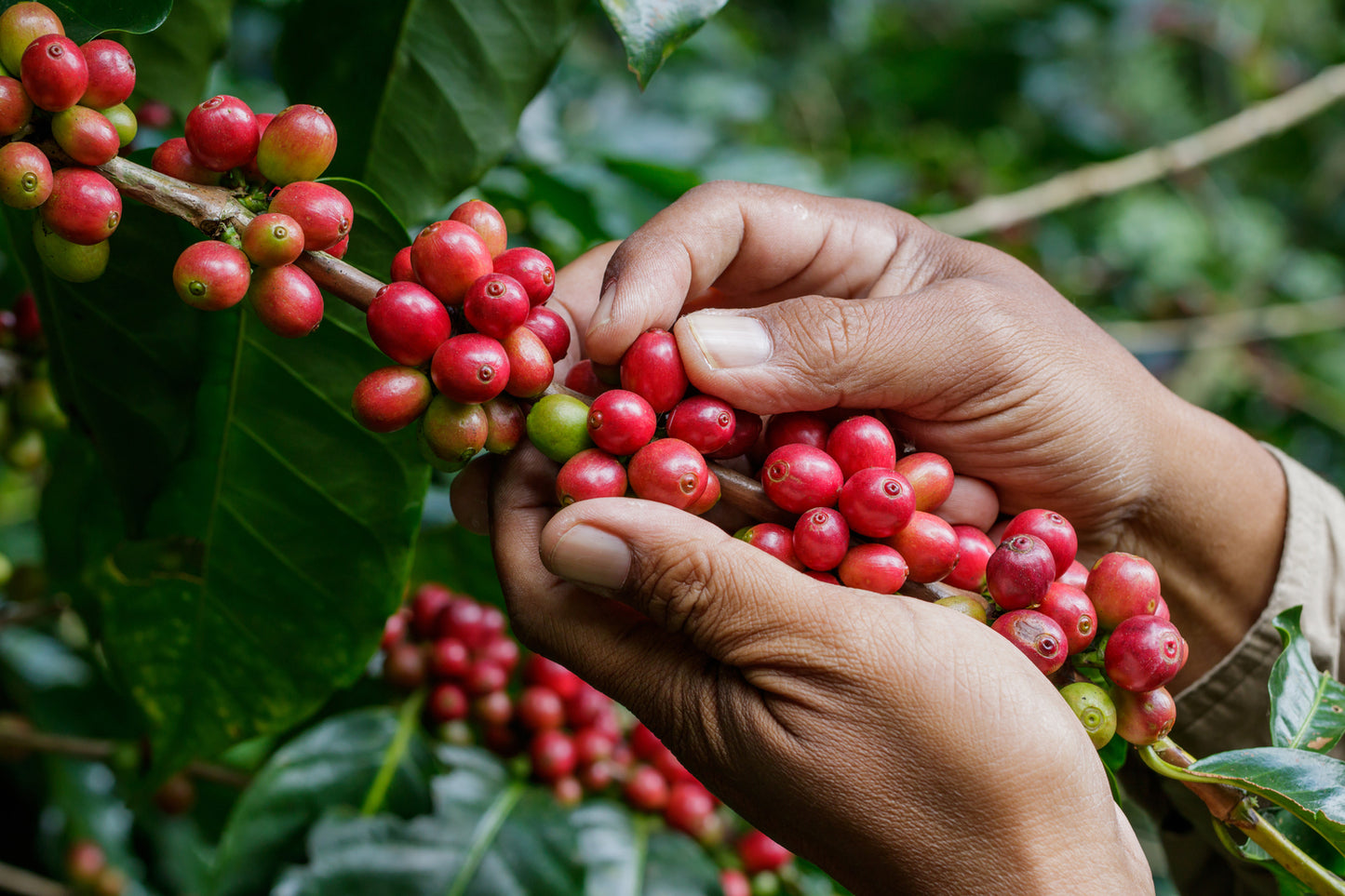 Origin - Geisha, Natural (250g - 1kg)