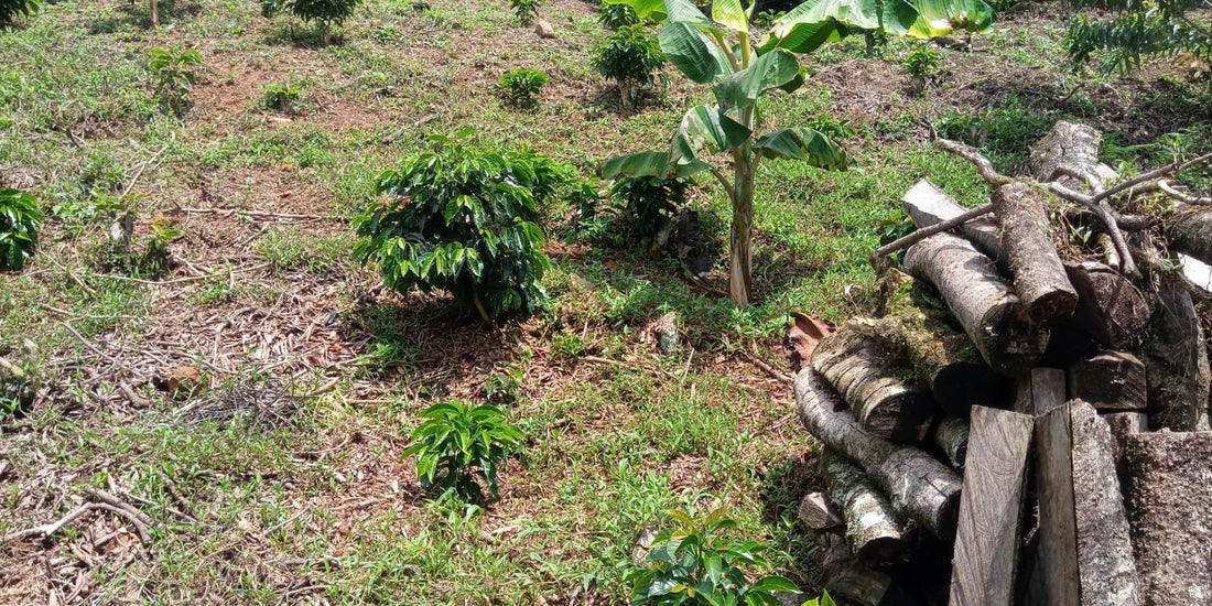 Farm: Reina de la Asunción