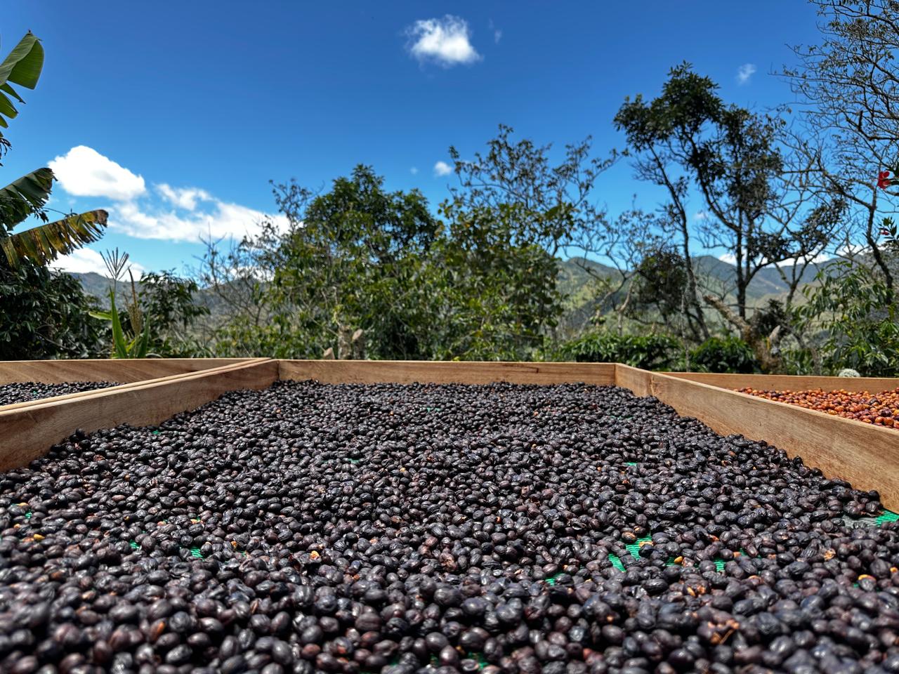 Farm El Alisal: Finca Café Especialidad Ecuador | HUMA Blog – Huma Coffee