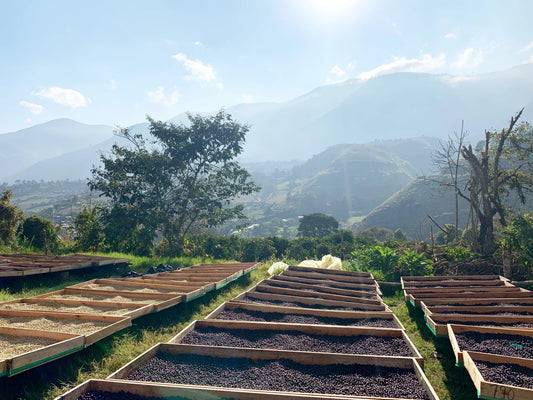 Farm Lugmapata – Hermanos Merino (Pallatanga, Chimborazo, Ecuador)