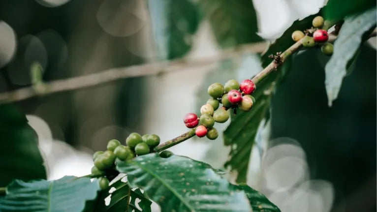 Catucaí Oxy Washed. Loja (250g, 1kg)