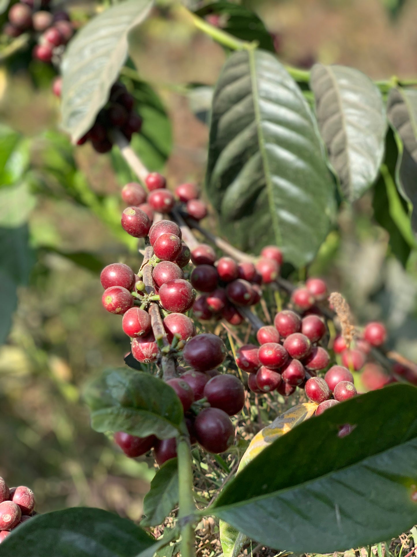 Pro Blend (250g, 1kg, 3kg)