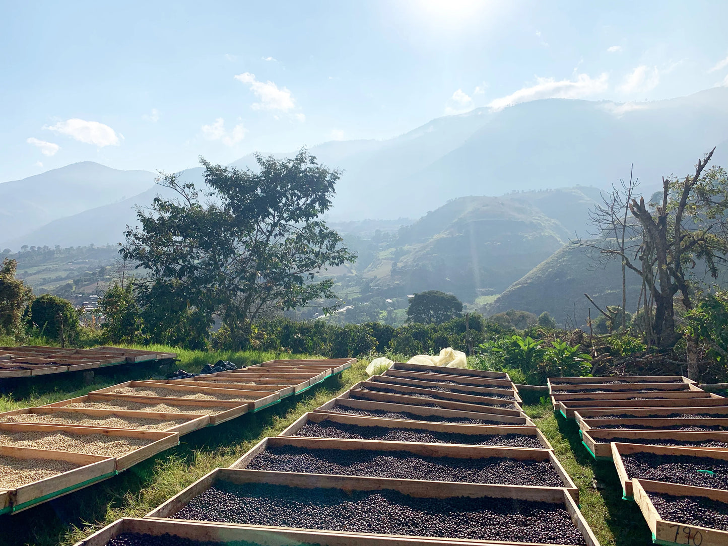 Sidra, Loja (250g - 1kg)