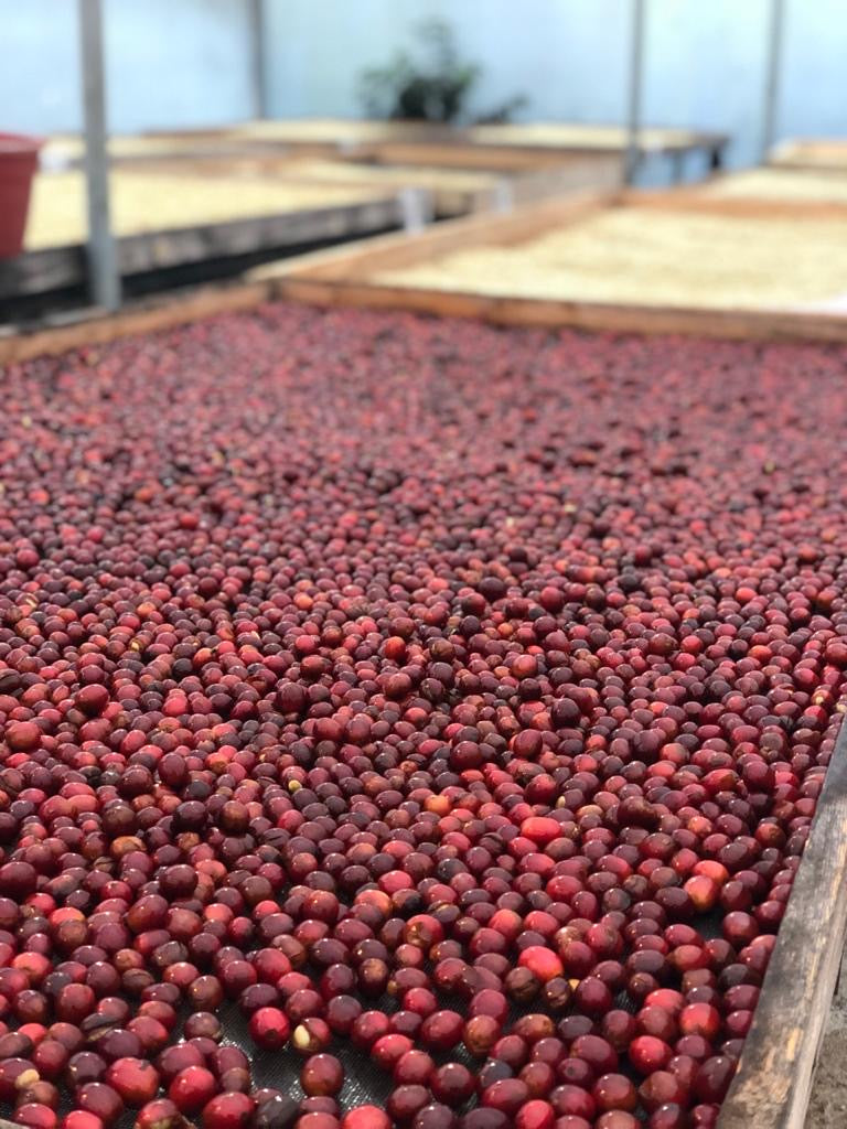 Club Origen del Mes (250g-1kg)