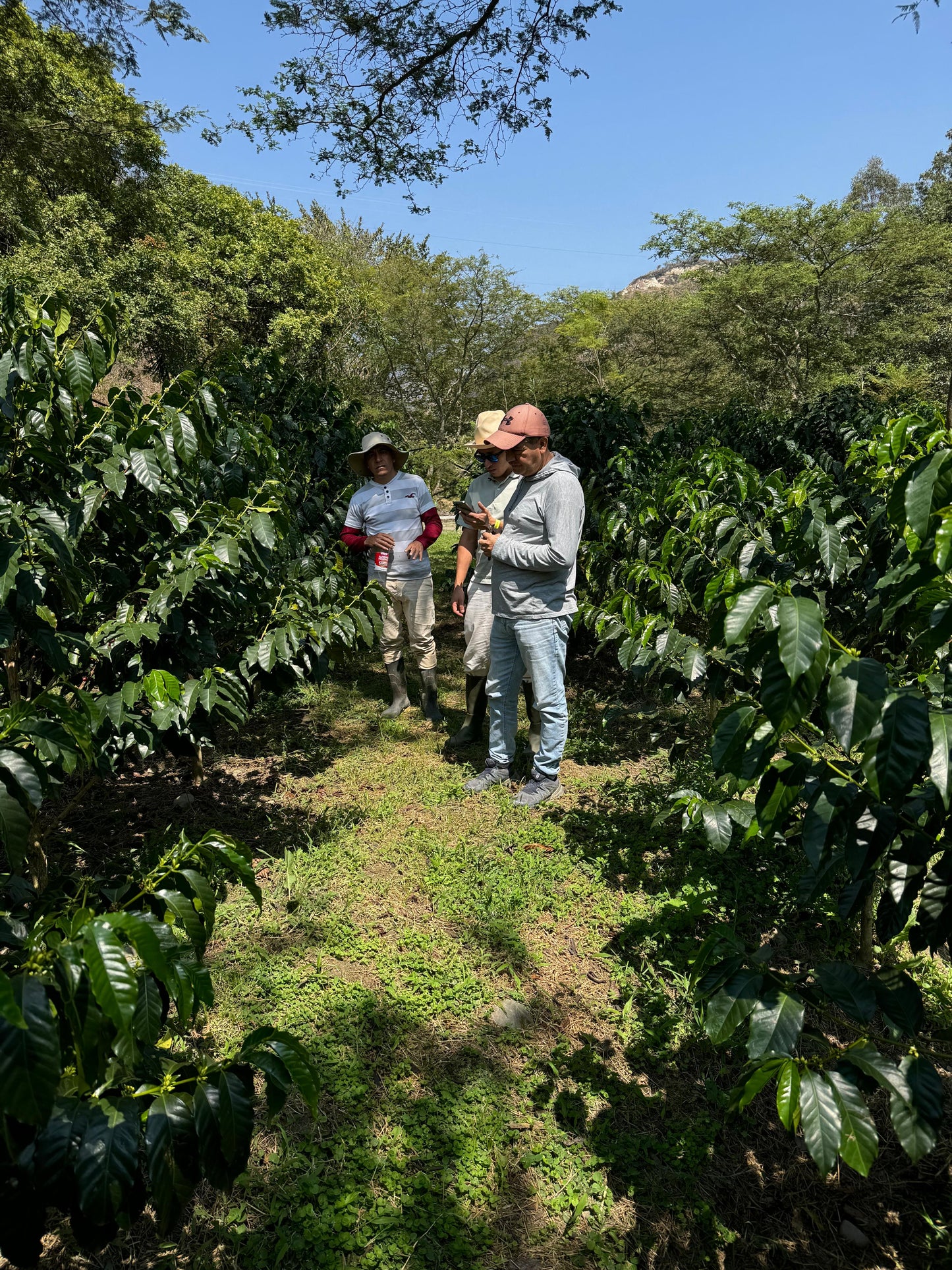 Sidra Experimental, Loja (250g - 1kg)