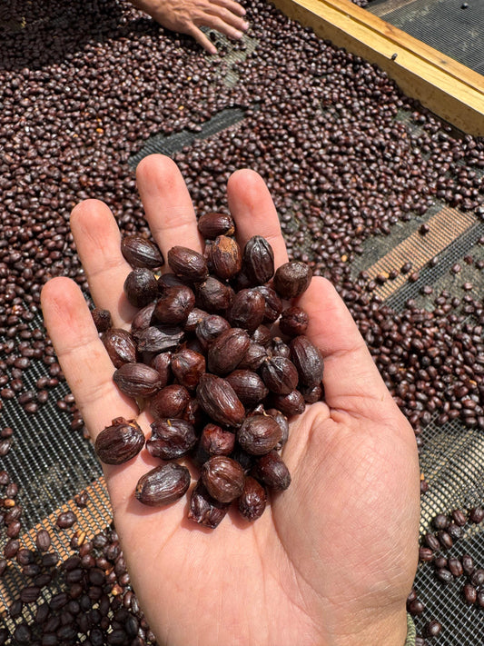 Sidra Experimental, Loja (250g - 1kg)