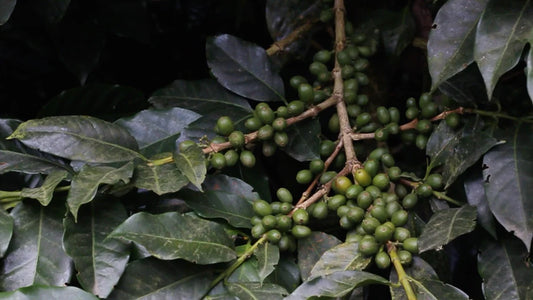 Origin Criollo, gewaschen (250 g - 1 kg) 