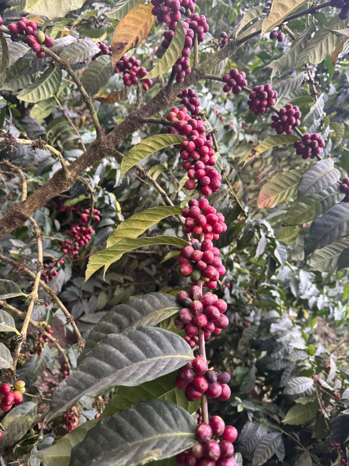 Typica Mejorado, Natural (250g - 1kg)