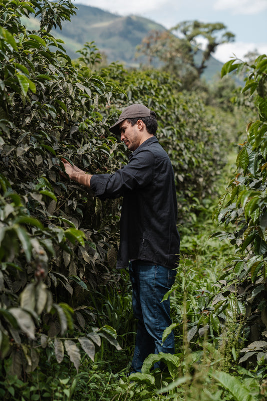 Granos café de especialidad Raíces Blend tostado artesanal Ecuador HUMA