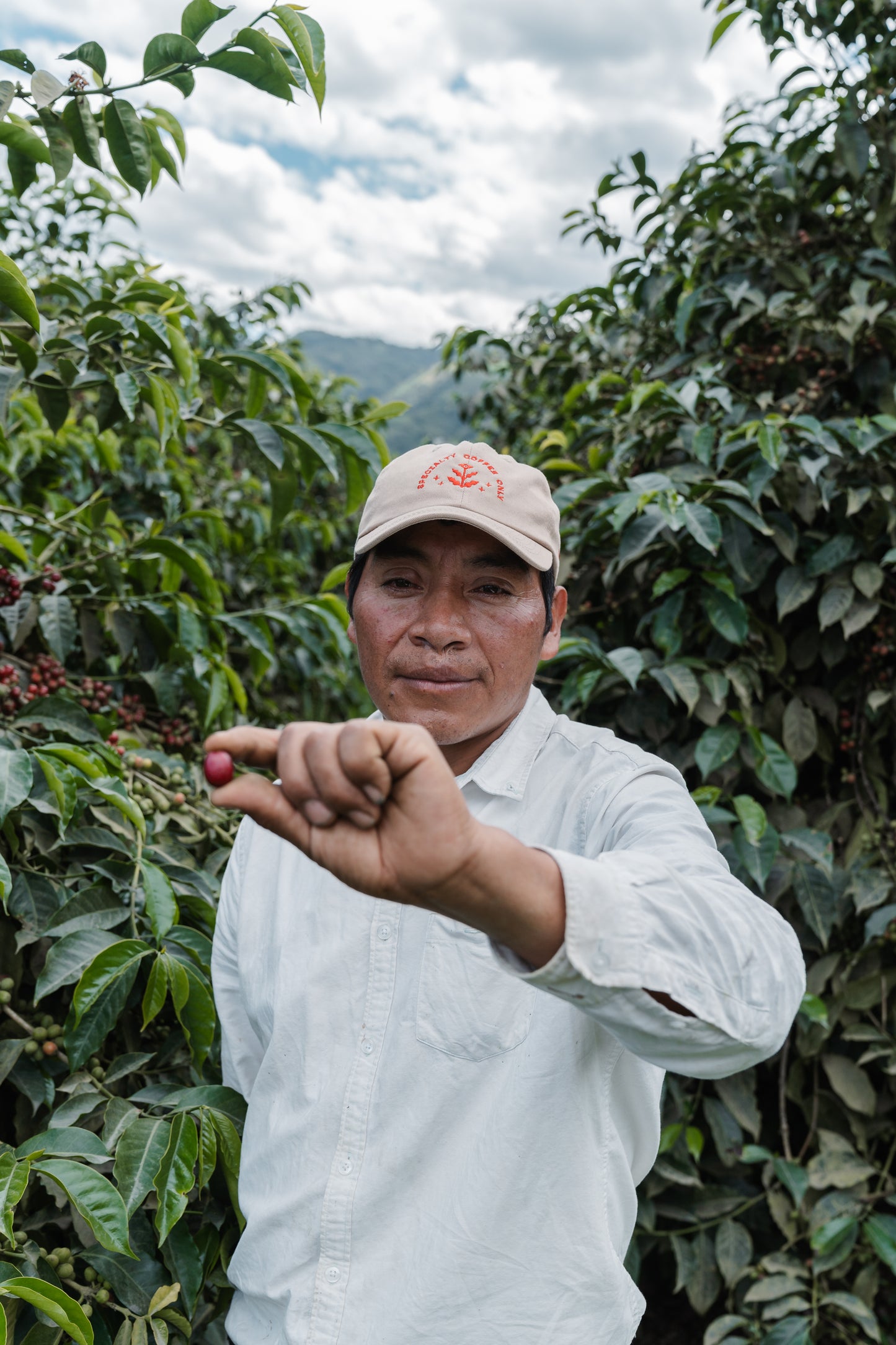 Raíces (250g, 1kg, 3kg)